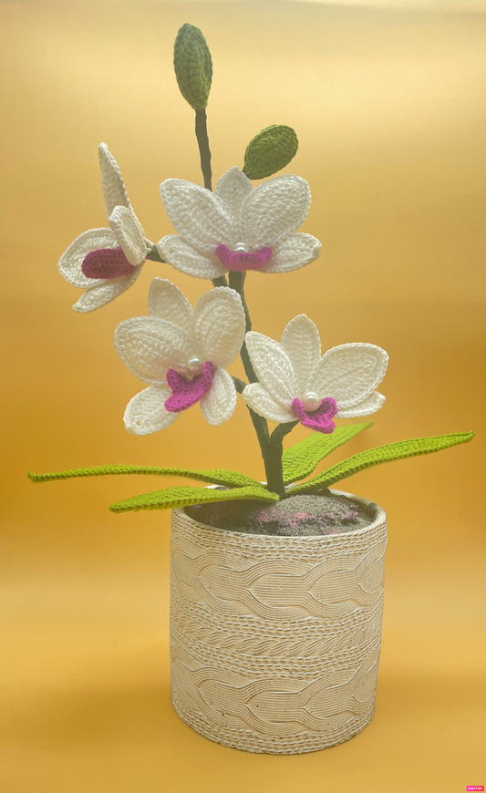 Orquídea